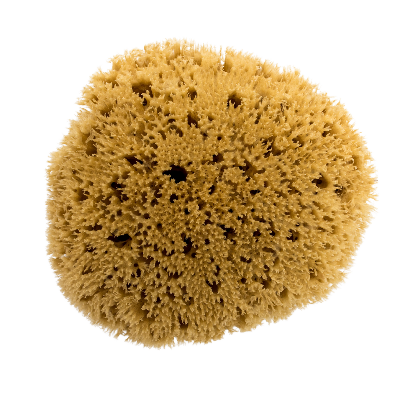 Natural Mediterranean Honeycomb Sea Wool Pro Sponge