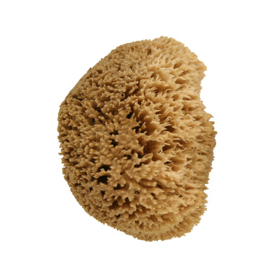 Natural Caribbean Sea Wool Sponges